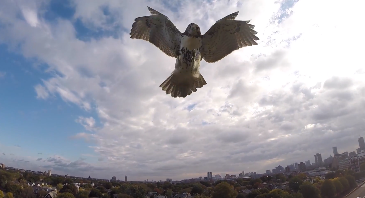 Hawk attacks and downs drone | iNFOnews.ca