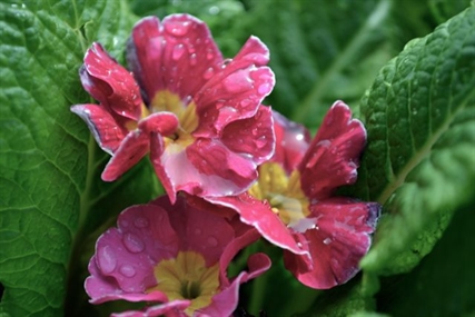 Environment Canada; April showers in the forecast | iNFOnews.ca Environment Canada; April showers in the forecast | iNFOnews.ca