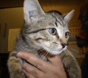 Looking for a forever home, Kelowna SPCA Pet of the Week | iNFOnews.ca