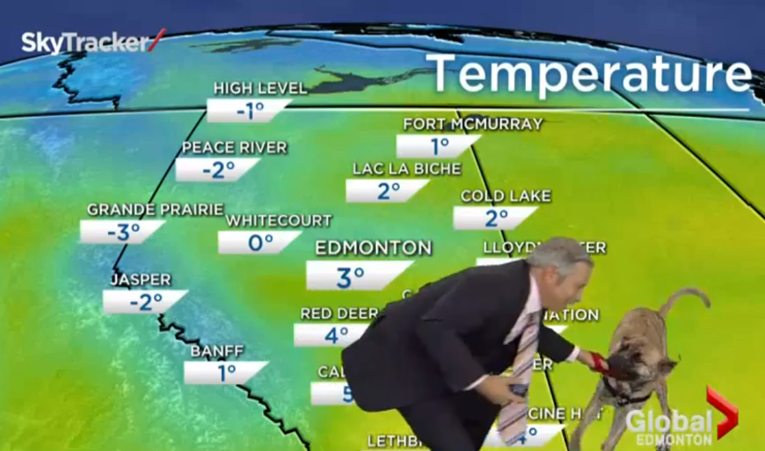 Ripple the dog doesn't care about the weather forecast | iNFOnews.ca Ripple the dog doesn't care about the weather forecast | iNFOnews.ca