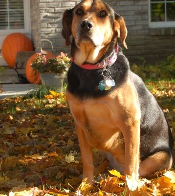 Keep your dog safe through Halloween and no fireworks | iNFOnews.ca Keep your dog safe through Halloween and no fireworks | iNFOnews.ca