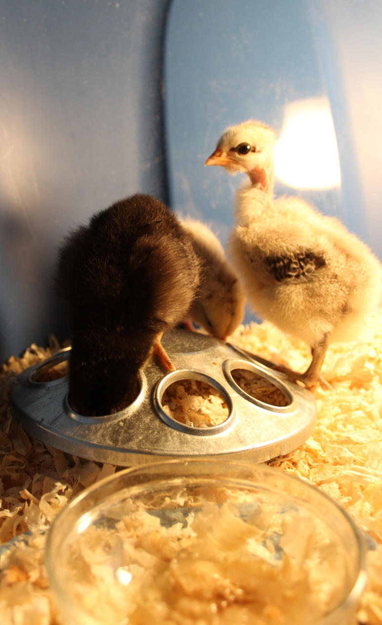 Backyard hens prove popular with neighbours | iNFOnews.ca