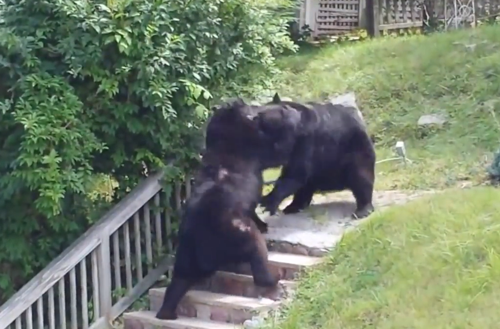 Hungry bears face-off with fisticuffs in the suburbs | iNFOnews.ca