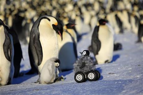 Cute chick rover: A new way to spy on shy penguins | iNFOnews.ca Cute chick rover: A new way to spy on shy penguins | iNFOnews.ca