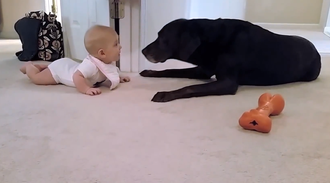 Baby's first crawl ends in canine kiss | iNFOnews.ca Baby's first crawl ends in canine kiss | iNFOnews.ca