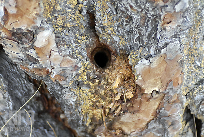 Trees blocking million dollar view vandalized in Lower Mission | iNFOnews.ca Trees blocking million dollar view vandalized in Lower Mission | iNFOnews.ca