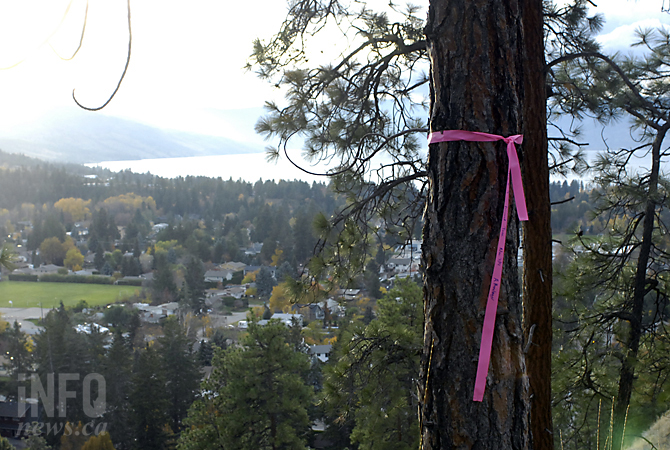 Trees blocking million dollar view vandalized in Lower Mission | iNFOnews.ca Trees blocking million dollar view vandalized in Lower Mission | iNFOnews.ca
