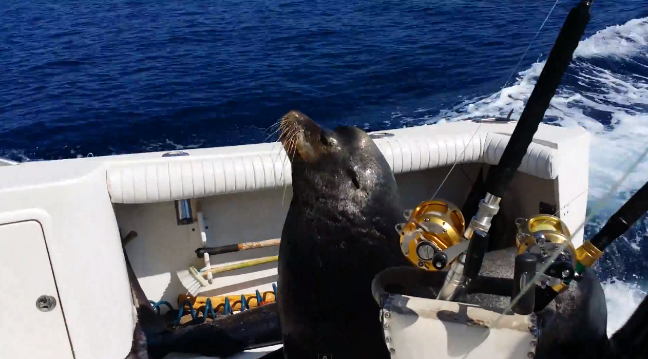 Sea lion jumps on board for snack | iNFOnews.ca