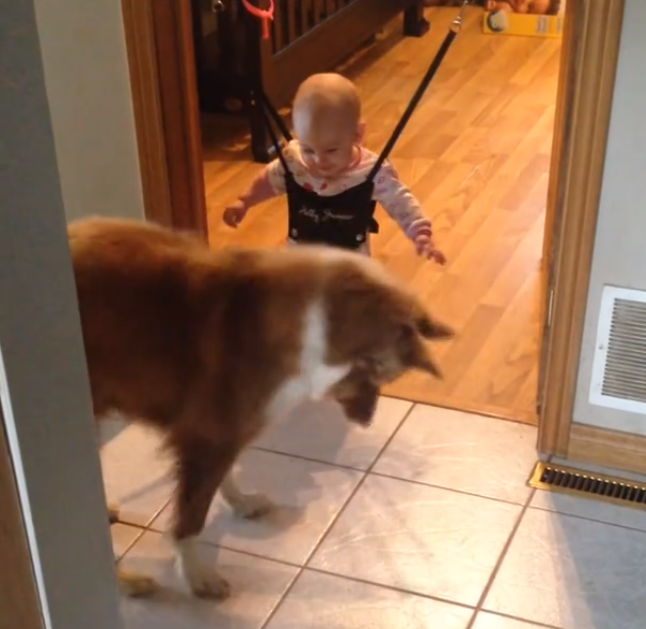 Dog teaches baby to jump | iNFOnews.ca Dog teaches baby to jump | iNFOnews.ca