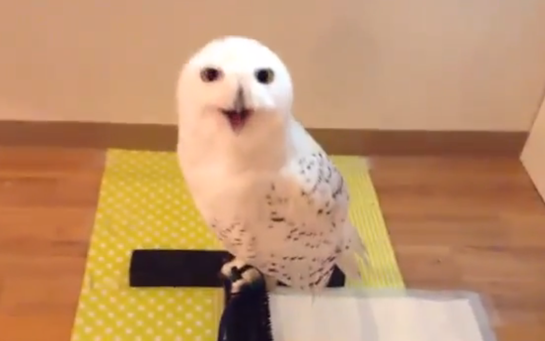 Owl is guaranteed to make you smile | iNFOnews.ca