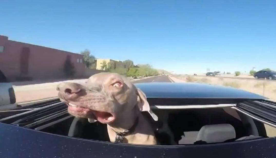 Dog really loves the wind | iNFOnews.ca Dog really loves the wind | iNFOnews.ca