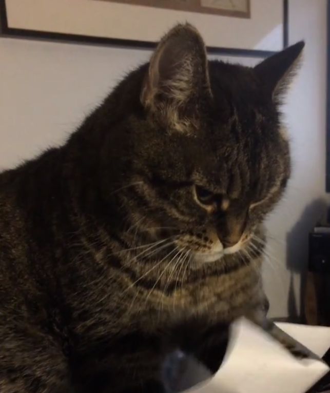 Cat and piece of paper | iNFOnews.ca