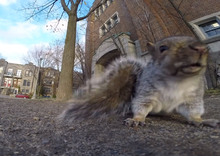 Squirrel goes nuts for camera | iNFOnews.ca Squirrel goes nuts for camera | iNFOnews.ca