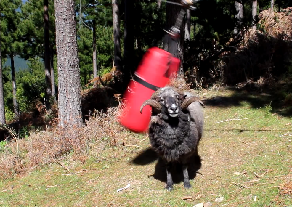 Ram loves to ram | iNFOnews.ca