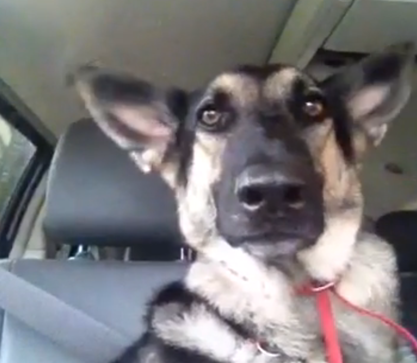 Shakin' his ears to Flo Rida | iNFOnews.ca