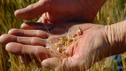 Poor durum crop likely to impact pasta consumers | iNFOnews.ca