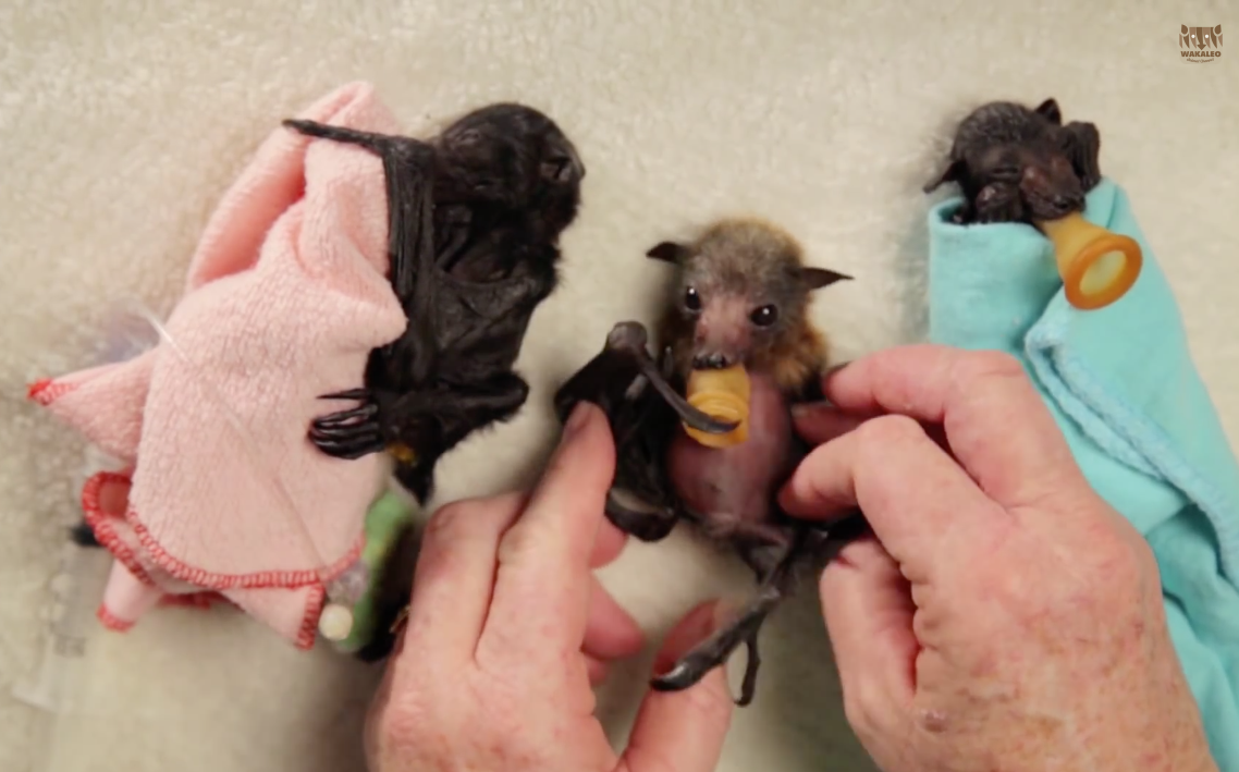 Baby bat burritos | iNFOnews.ca