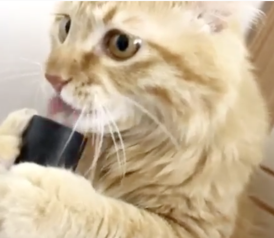 Good thing it's not a Roomba | iNFOnews.ca