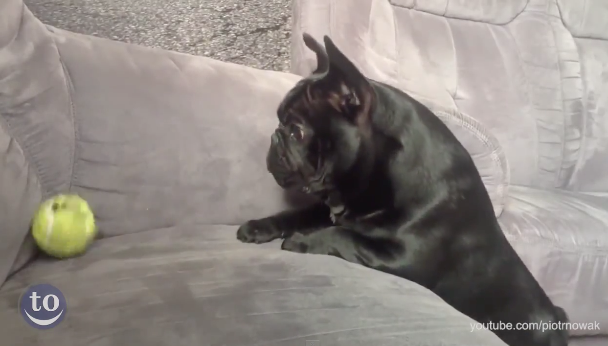 Dog fetch fails | iNFOnews.ca Dog fetch fails | iNFOnews.ca