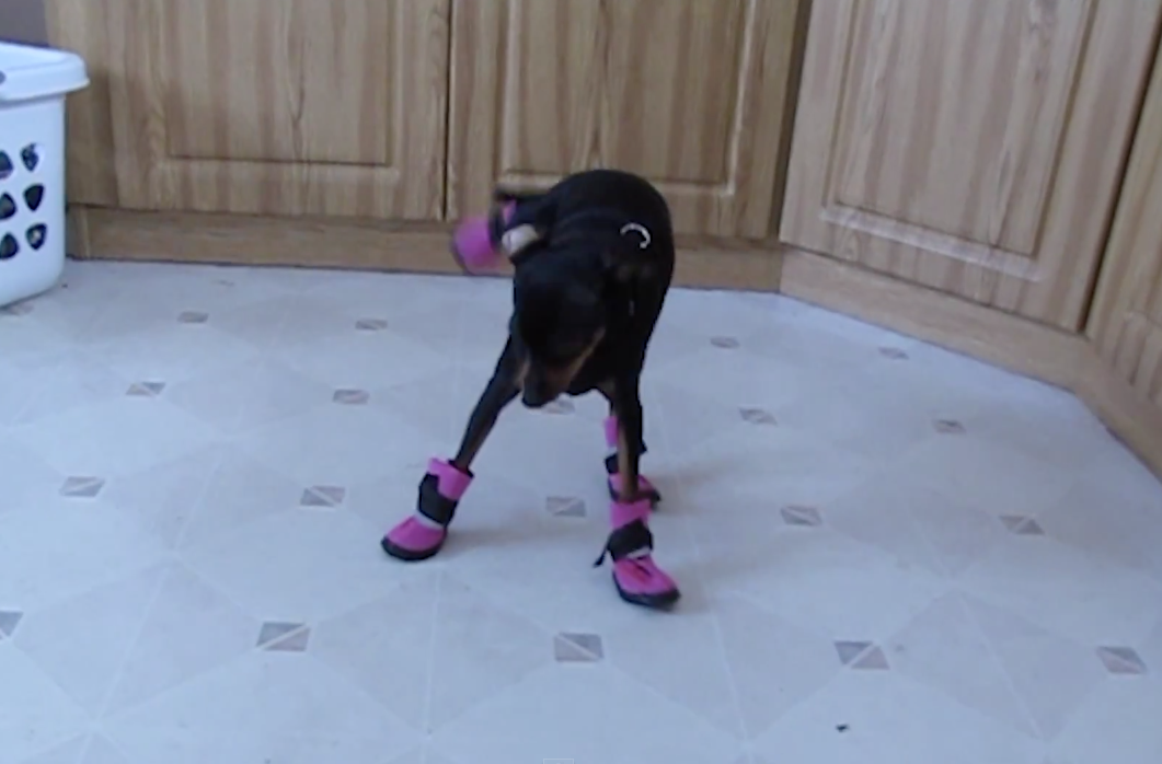 Dogs wearing booties | iNFOnews.ca