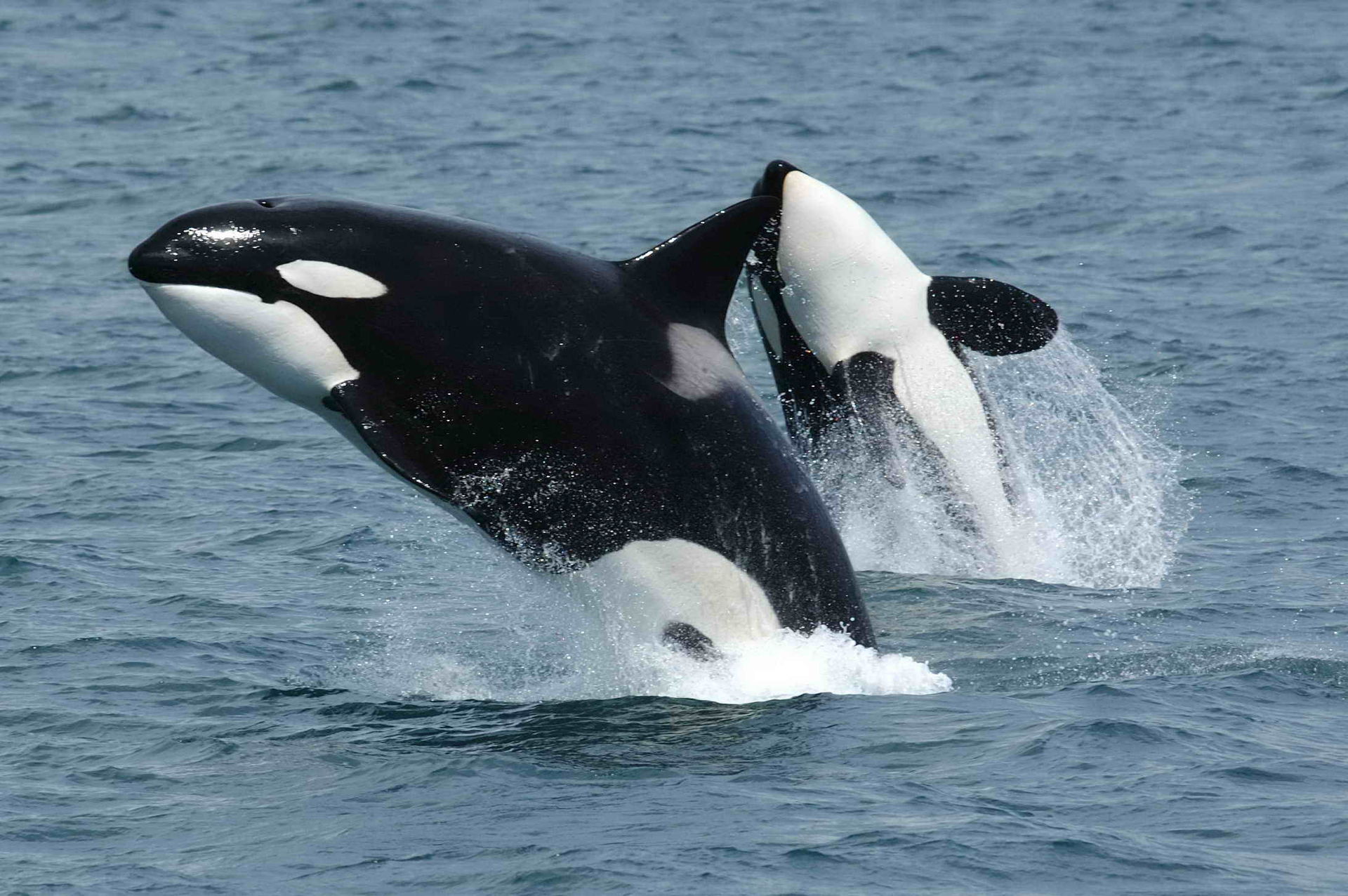 Endangered B.C. killer whale believed dead, dropping population to 75 | iNFOnews.ca
