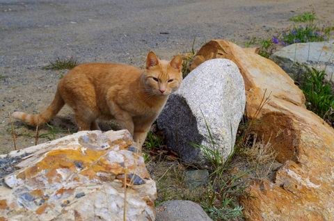 A Penticton cat with a tale to tell | iNFOnews.ca A Penticton cat with a tale to tell | iNFOnews.ca