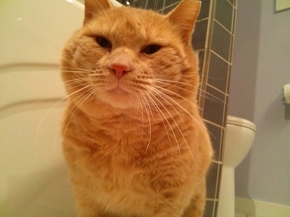 A Penticton cat with a tale to tell | iNFOnews.ca A Penticton cat with a tale to tell | iNFOnews.ca