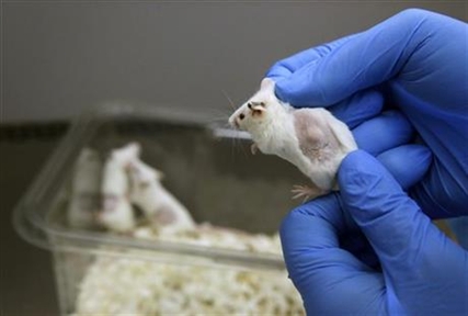 Very personalized medicine: Some cancer patients are using mouse 'avatars' to test drugs | iNFOnews.ca