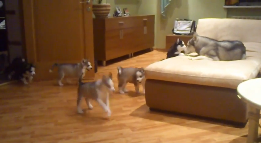 Husky puppy play is adorable | iNFOnews.ca