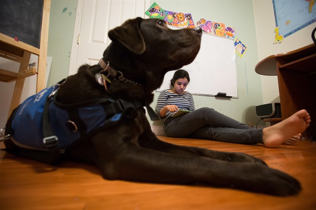 Pepe the autism-support dog dramatically improves life for girl and family | iNFOnews.ca Pepe the autism-support dog dramatically improves life for girl and family | iNFOnews.ca