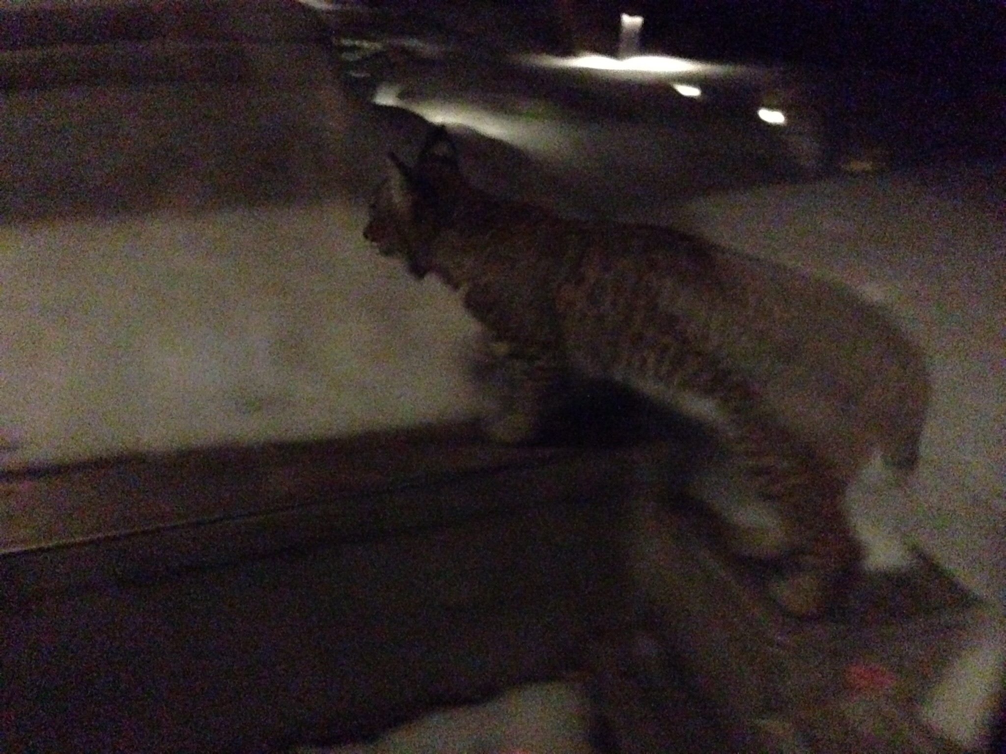 Up close and personal with a bobcat in Kettle Valley | iNFOnews.ca Up close and personal with a bobcat in Kettle Valley | iNFOnews.ca