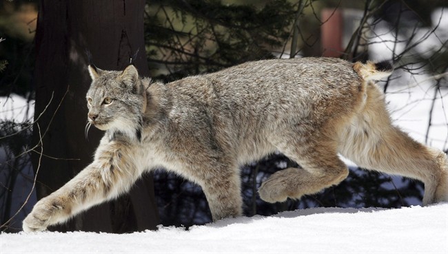 US Fish and Wildlife Service launches review of threatened Canada lynx | iNFOnews.ca