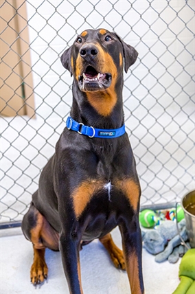 Romeo looking for his forever home; Kelowna SPCA pet of the week | iNFOnews.ca