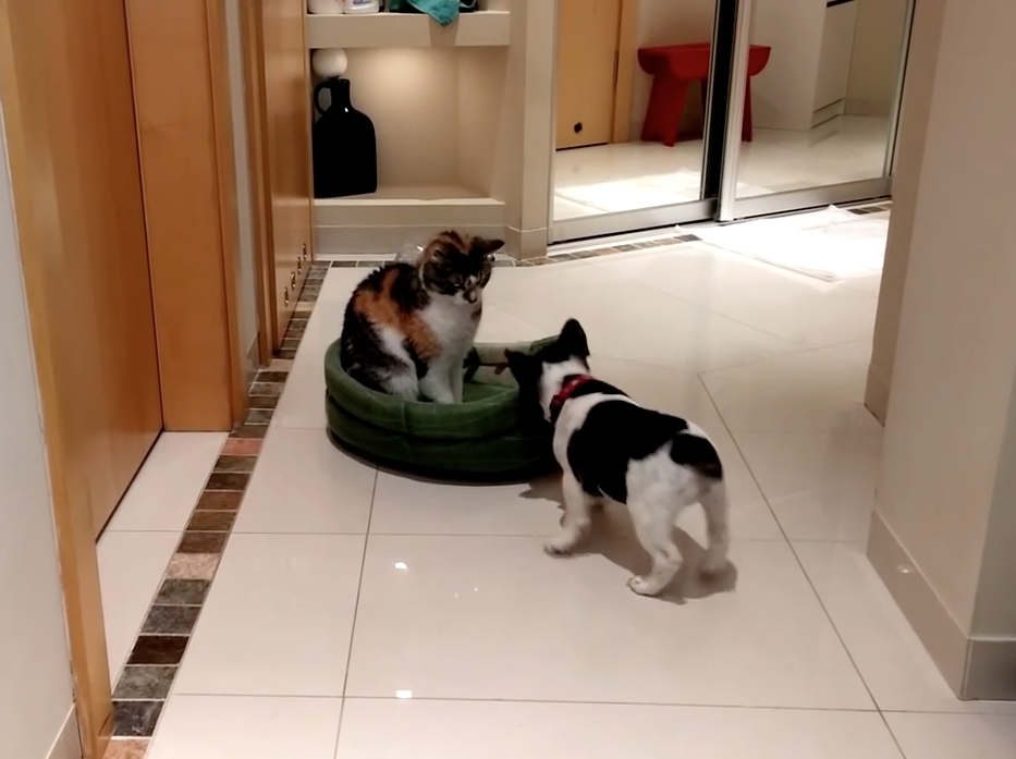Bulldog puppy reclaims bed from cat | iNFOnews.ca