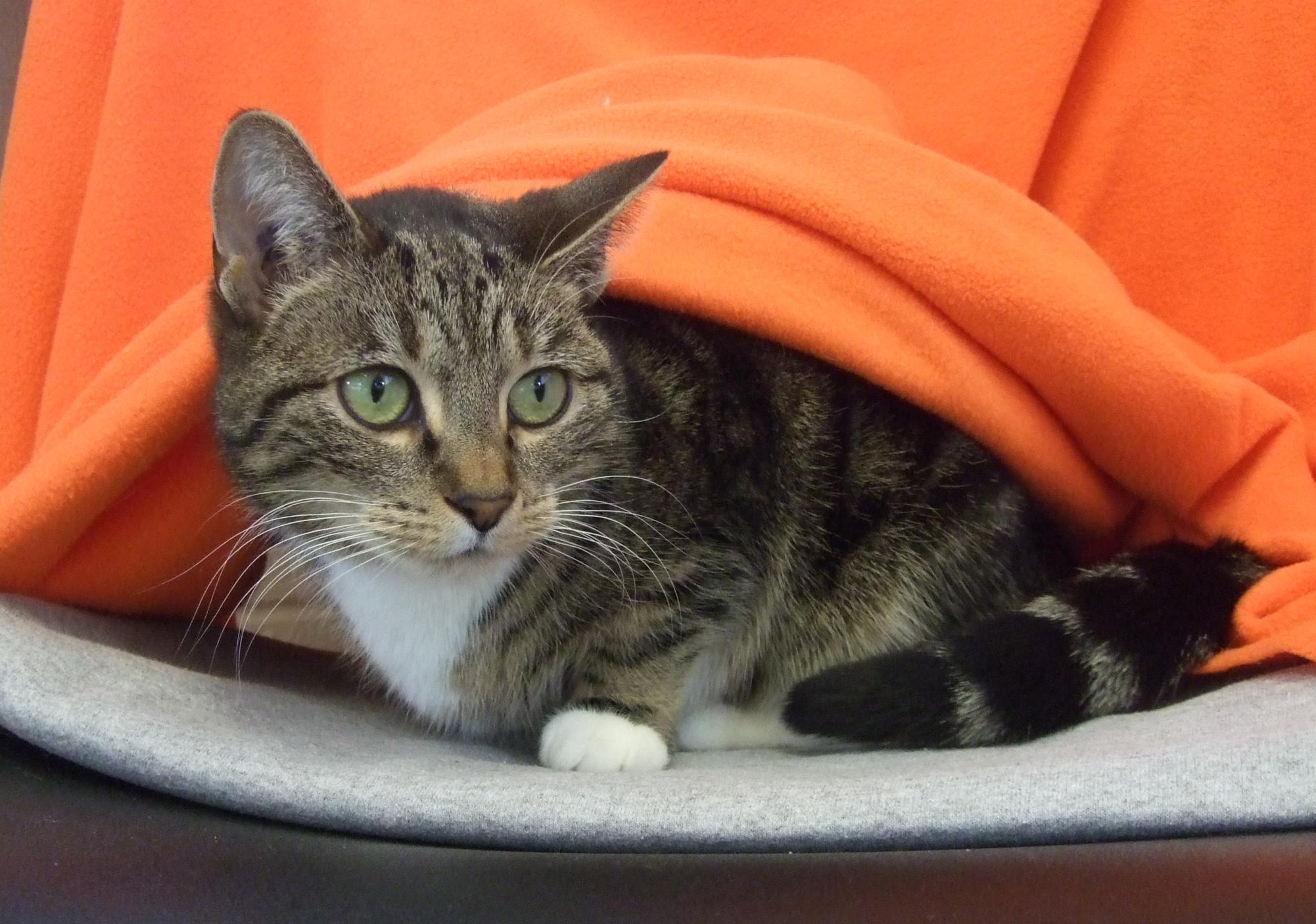 Looking for a forever home; Kelowna SPCA pet of the week | iNFOnews.ca