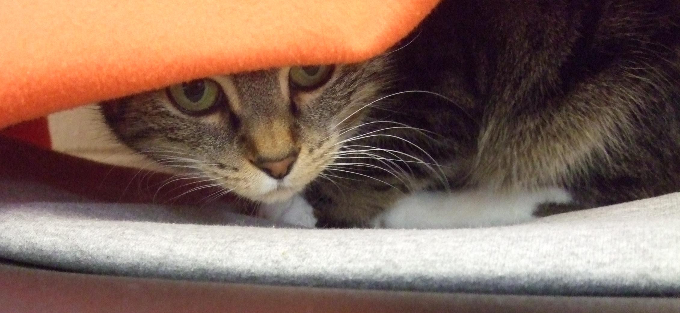 Looking for a forever home; Kelowna SPCA pet of the week | iNFOnews.ca