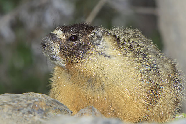 Roots of Groundhog Day: It casts a shadow back to medieval Europe | iNFOnews.ca