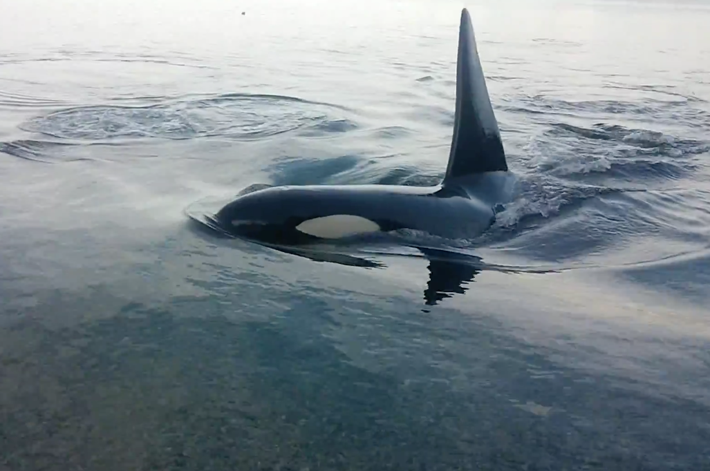 Amazing video of rare orca behaviour | iNFOnews.ca