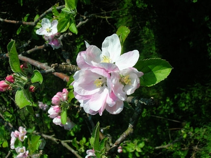 Pest control kicks in with first orchard blossoms | iNFOnews.ca