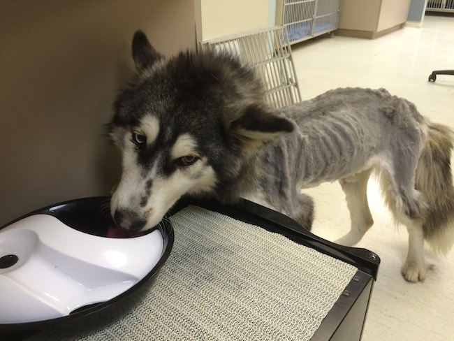 B.C. SPCA recommends animal cruelty charges for owner of emaciated husky | iNFOnews.ca B.C. SPCA recommends animal cruelty charges for owner of emaciated husky | iNFOnews.ca