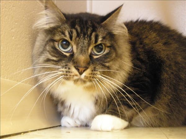 Looking for a forever home; Kelowna SPCA pet of the week | iNFOnews.ca Looking for a forever home; Kelowna SPCA pet of the week | iNFOnews.ca