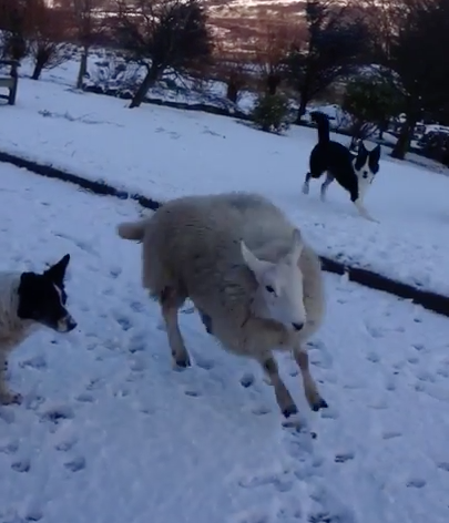 Sheep thinks it's a dog | iNFOnews.ca