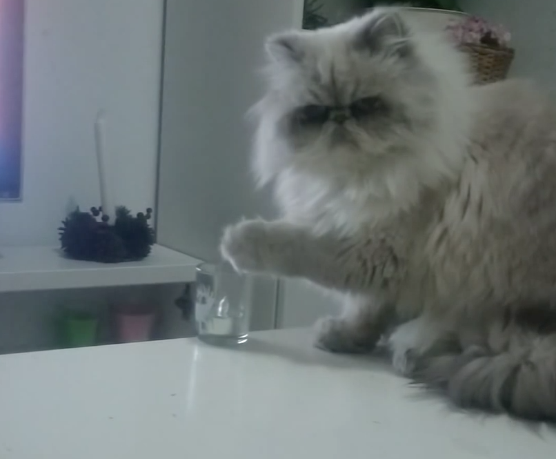 Cats can be real jerks | iNFOnews.ca Cats can be real jerks | iNFOnews.ca