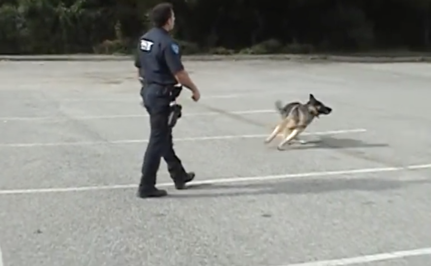 Police dog opens cop car door himself | iNFOnews.ca Police dog opens cop car door himself | iNFOnews.ca