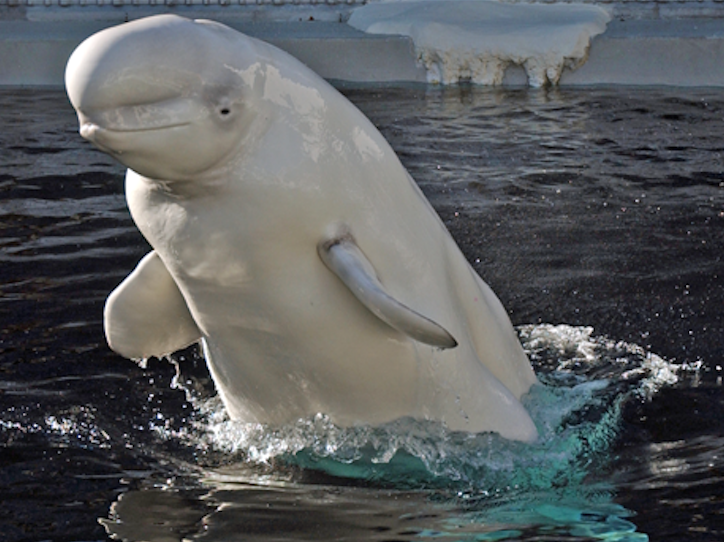 Vancouver Aquarium beluga on 'breeding loan' to Florida SeaWorld dies | iNFOnews.ca Vancouver Aquarium beluga on 'breeding loan' to Florida SeaWorld dies | iNFOnews.ca