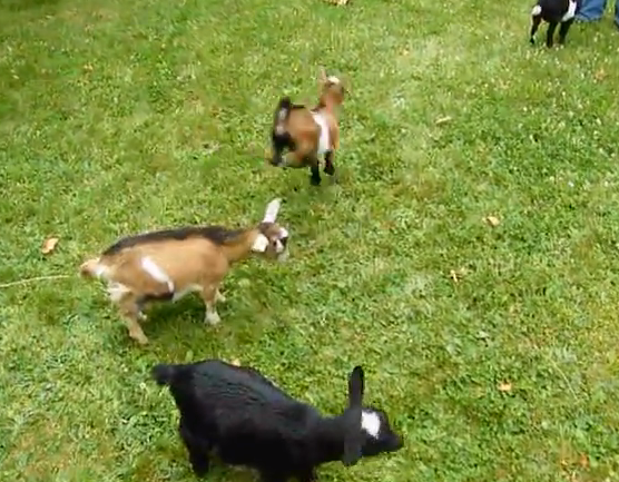 Goat your attention? | iNFOnews.ca