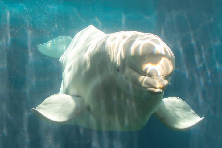Federal government passes legislation that bans whale and dolphin captivity in Canada | iNFOnews.ca Federal government passes legislation that bans whale and dolphin captivity in Canada | iNFOnews.ca
