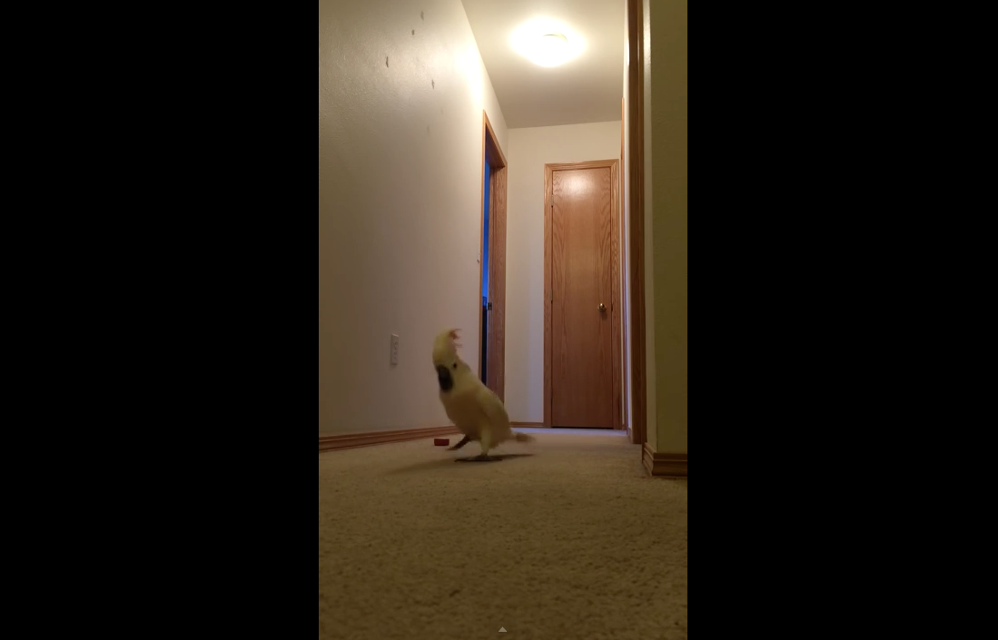 When a bird sounds like a person | iNFOnews.ca When a bird sounds like a person | iNFOnews.ca