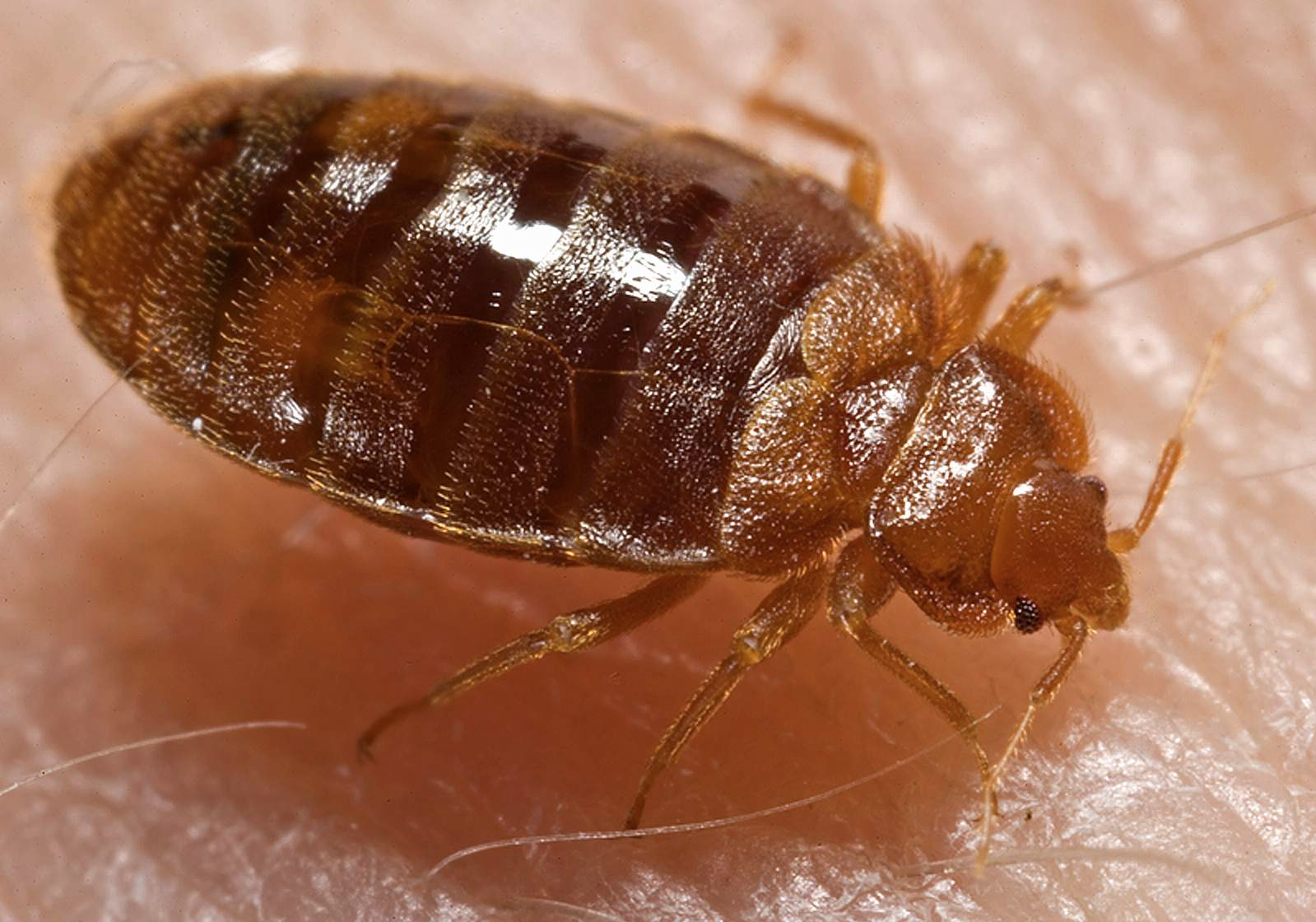 Health Canada warns about bedbug control products after 2 Alberta children die | iNFOnews.ca