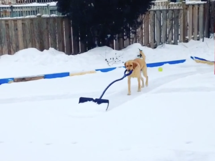 Must be a Canadian dog; helps shovel the backyard rink | iNFOnews.ca